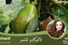 الأفوكادو للشعر