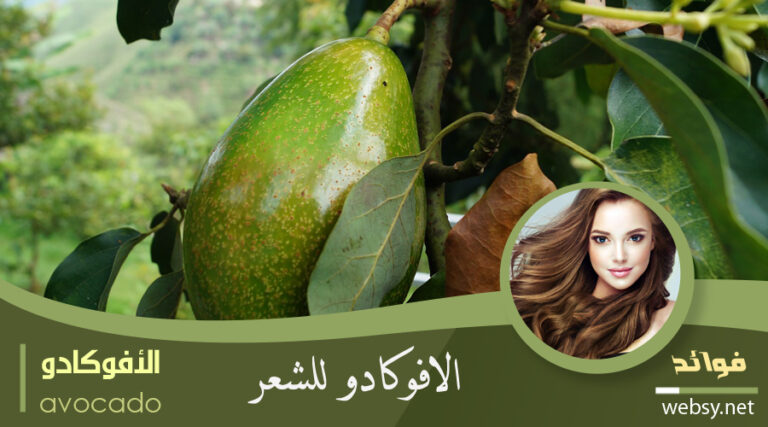 فوائد الأفوكادو للوقاية من تساقط الشعر وزيادة قوته