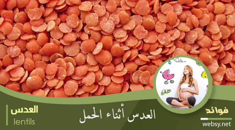 العدس ودوره الهام كمُغذي للحامل أثناء الحمل